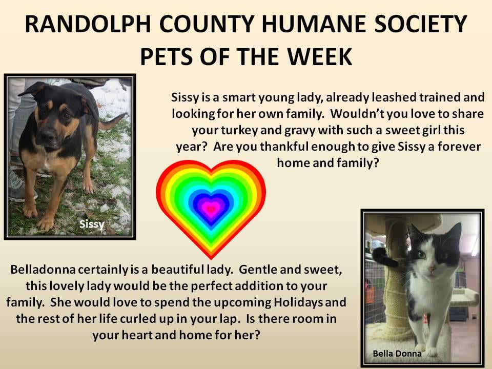 This image has an empty alt attribute; its file name is RANDOLPH-COUNTY-HUMANE-SOCIETY-68.jpg